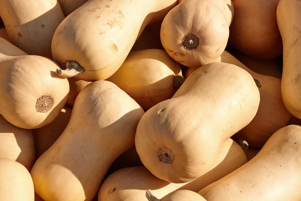 Butternut pumpkins.