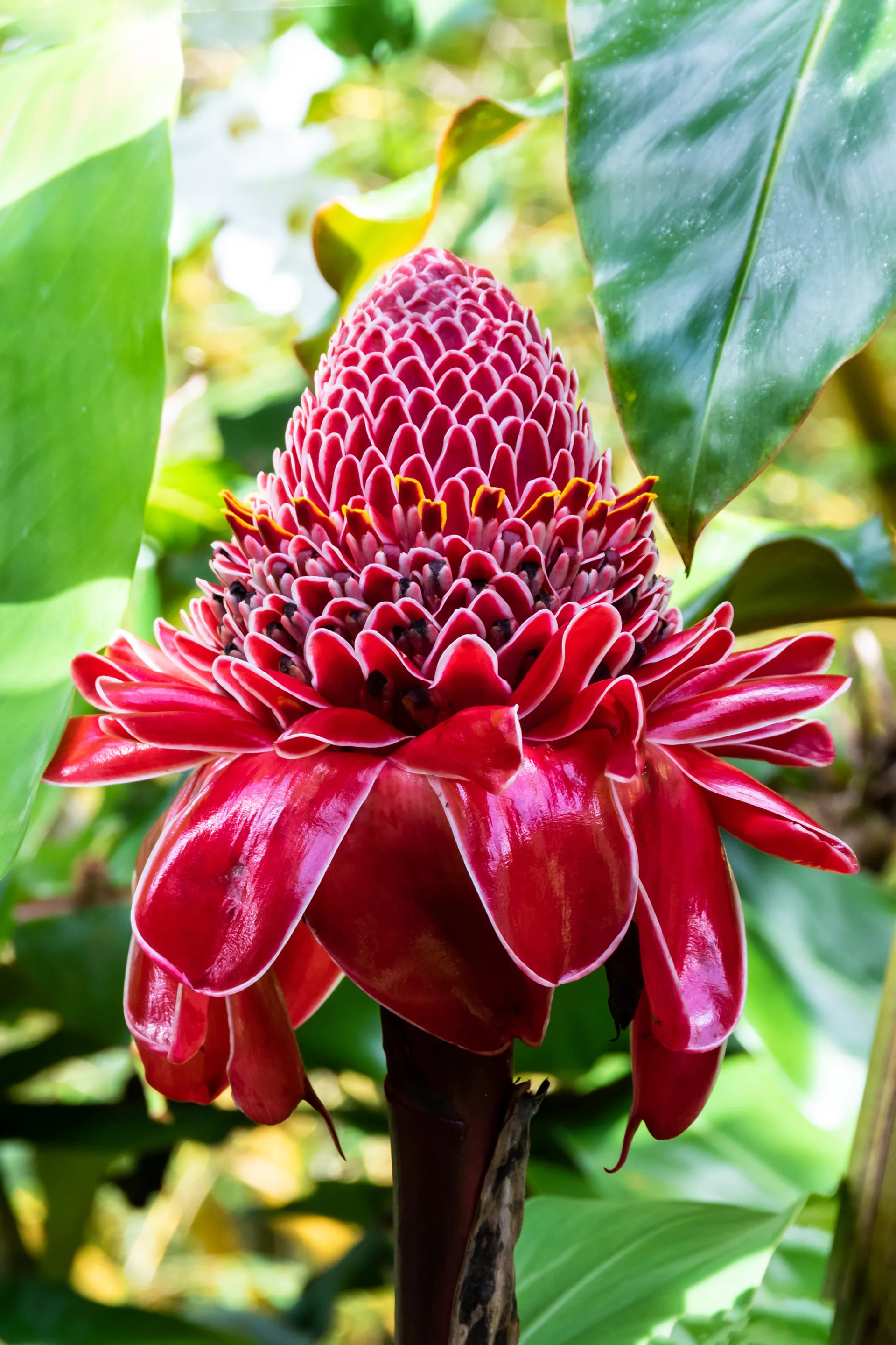 Etlingera Elatior