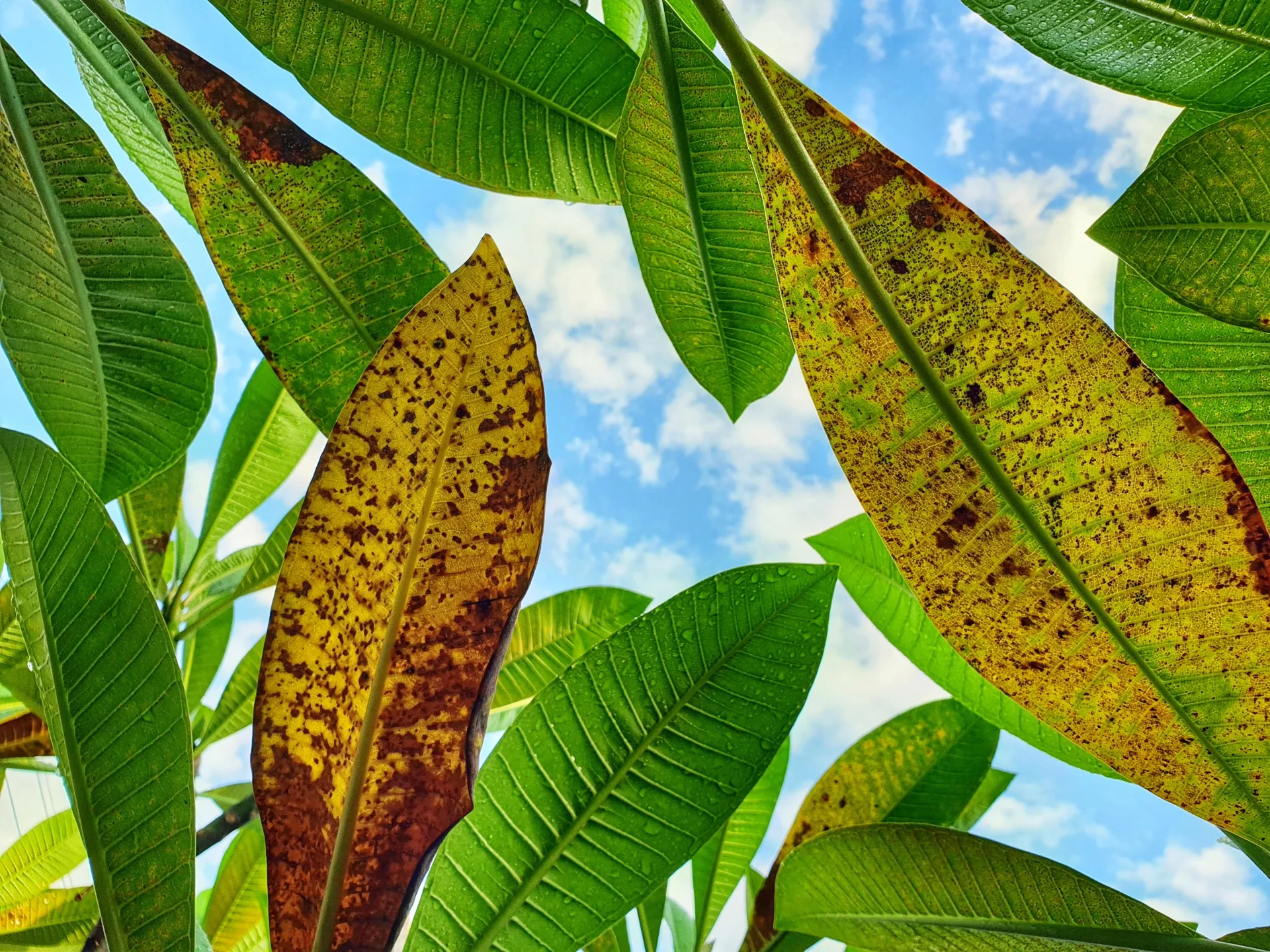frangipani rust on the underside of frangipani leaves