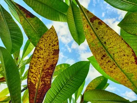 What is frangipani rust, and how does it affect your garden?