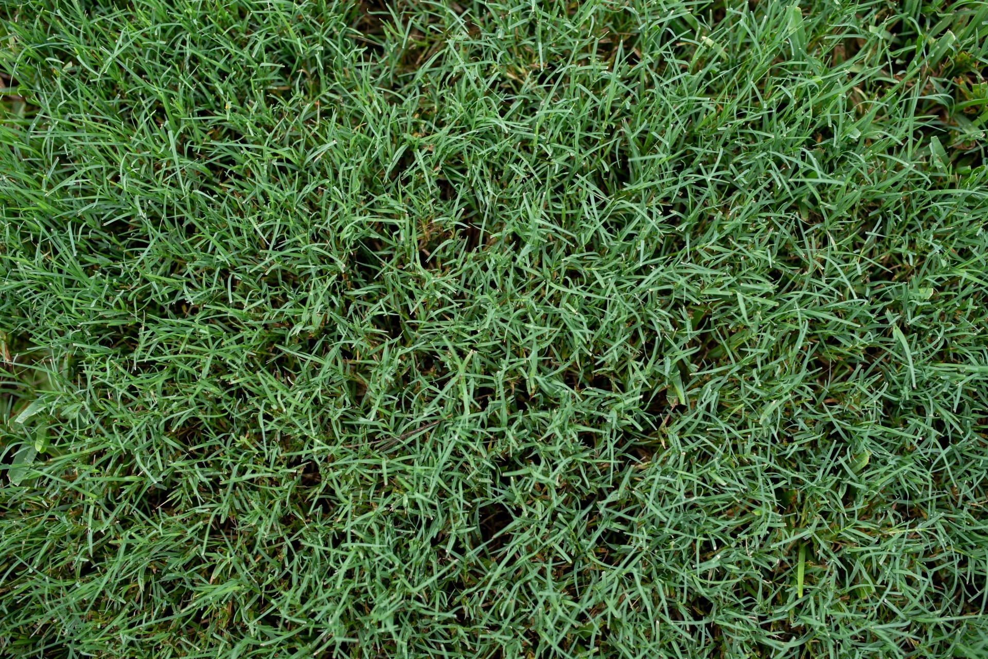 bermuda grass close up