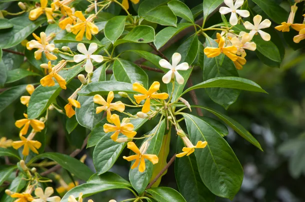 clump of native frangipani flowers in orange, yellow and white