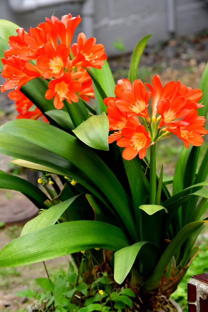 clivia plants facing left