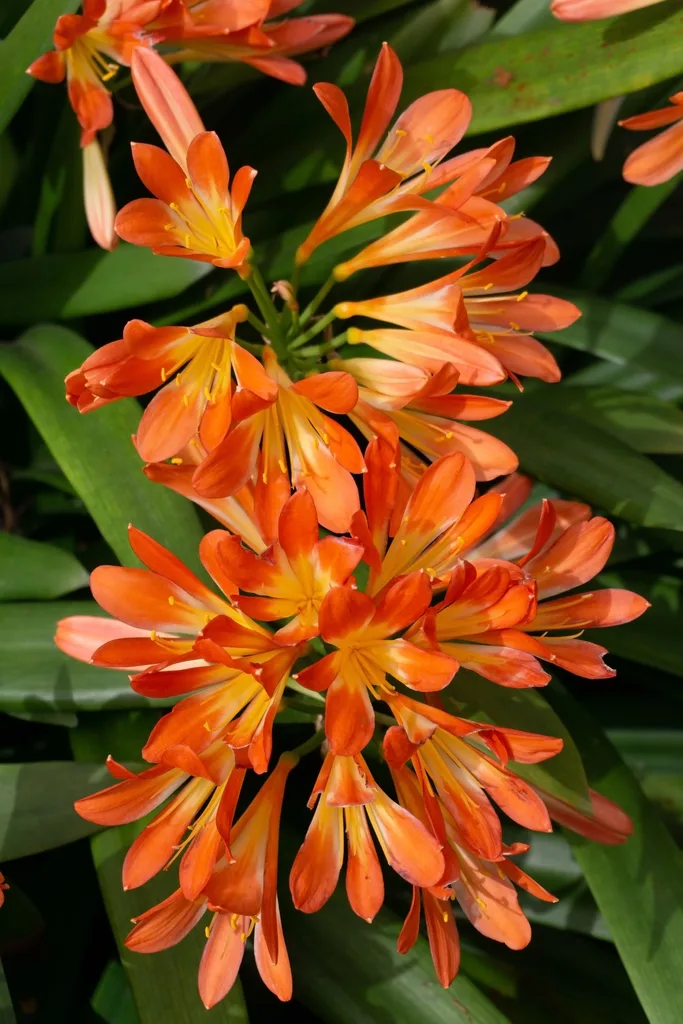 clivia flowers in a clump