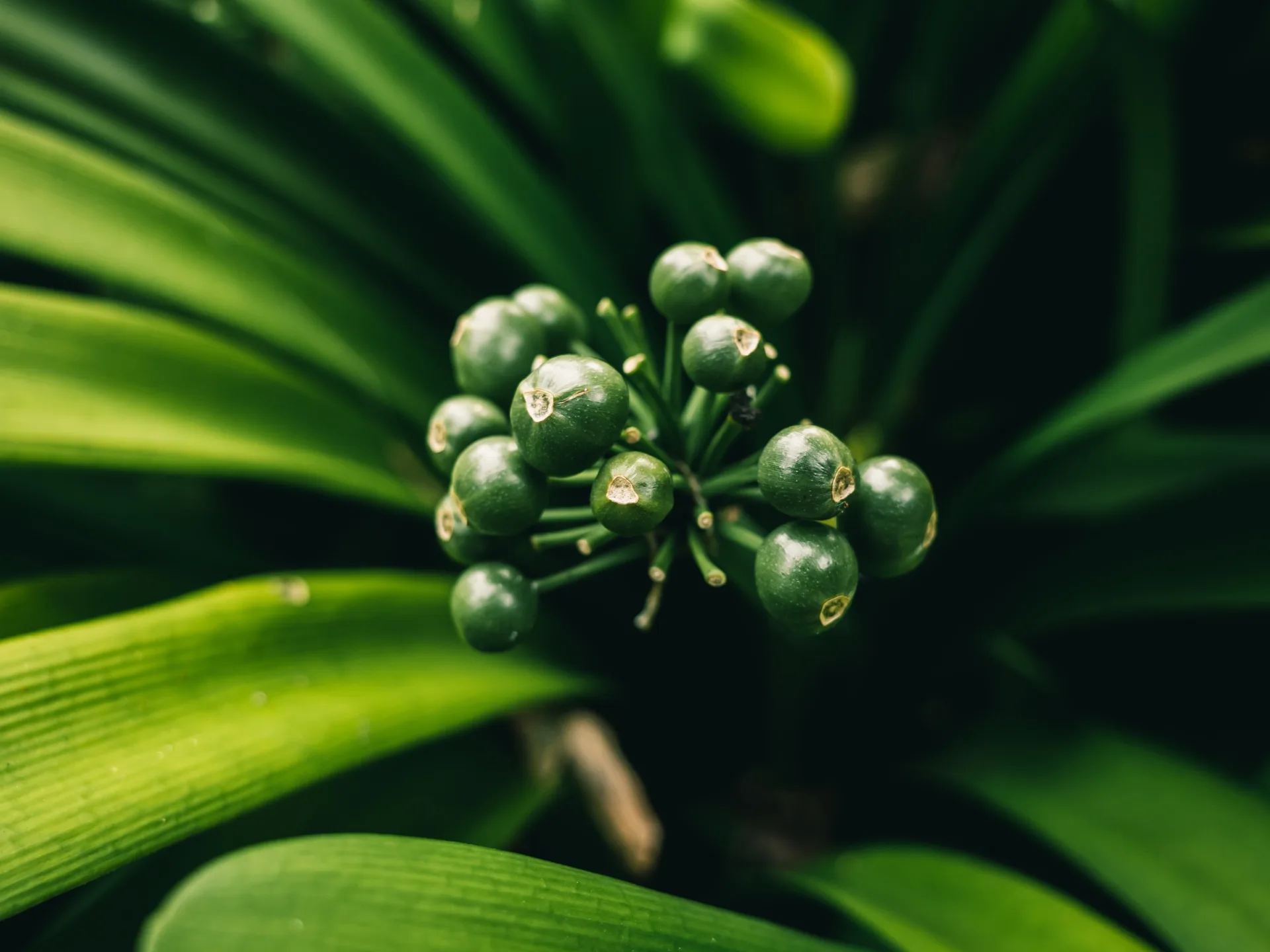 clivia bulbs without flowers on them