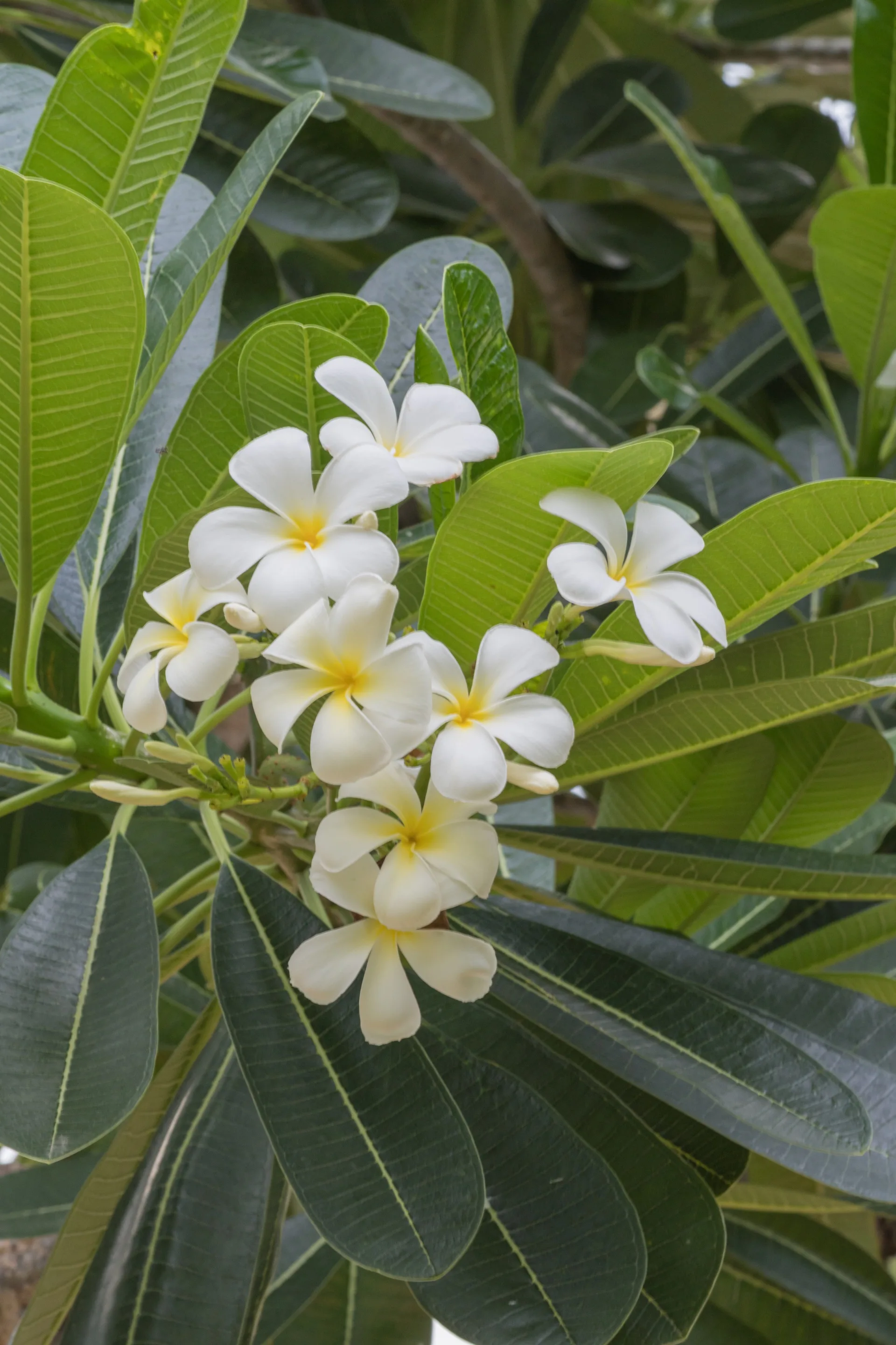 frangiapni tree with close up of cluster of flowers in yellow and white