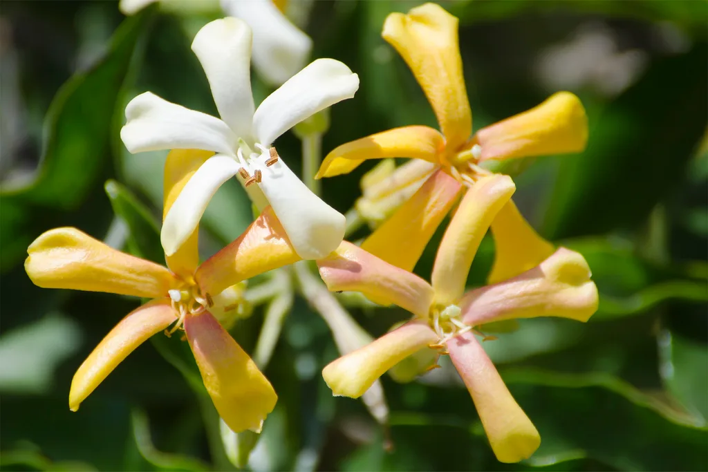 Close up of Hymenosporum flavum four flowers orange and white