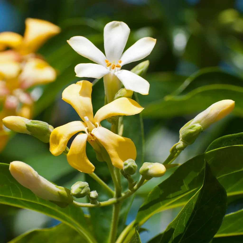 two native frangipani flowers with small buds surrounding them