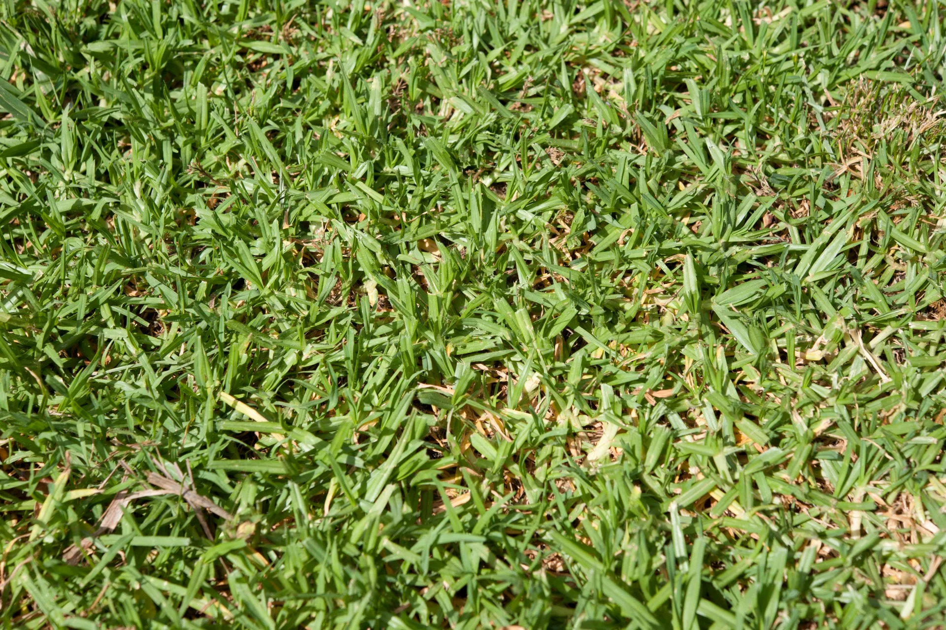 kikuyu grass