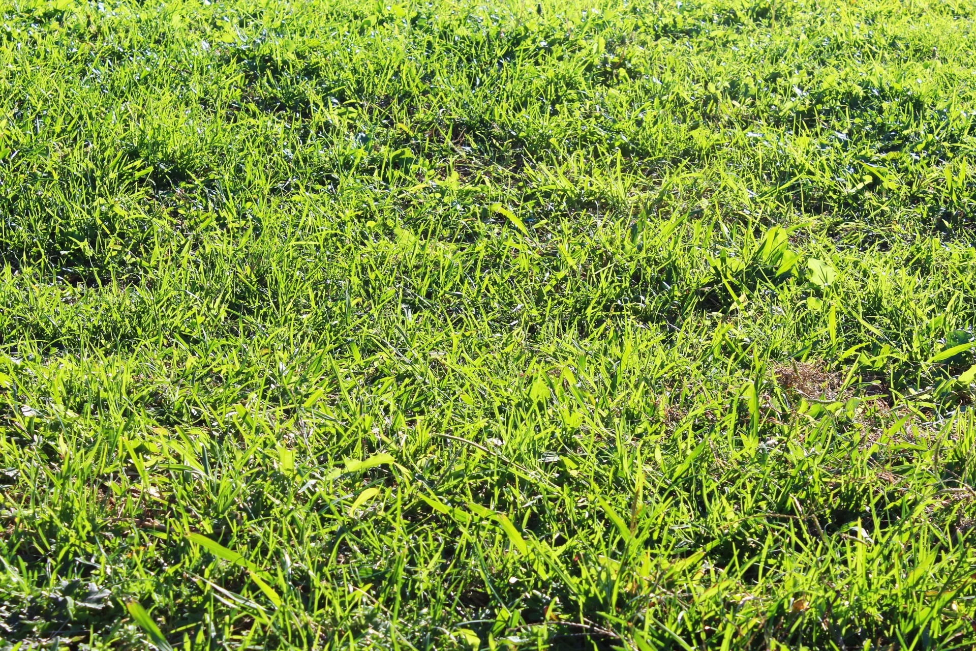 buffalo grass close up