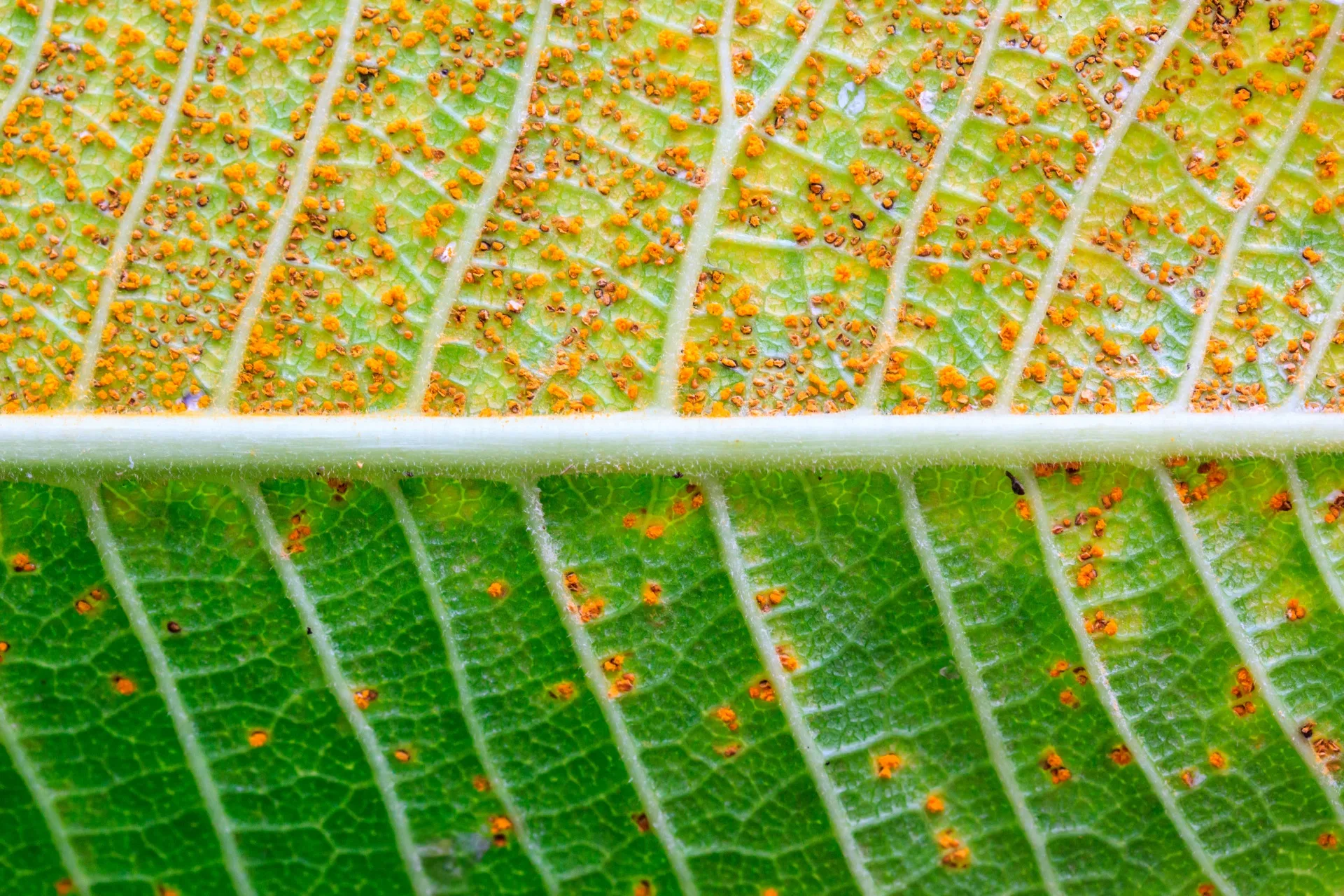 frangipani rust on a close of leaf