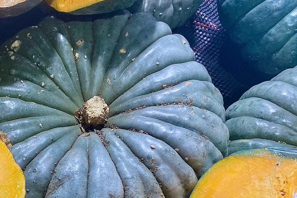 Jarrahdale pumpkin.