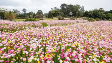 paper daisy field