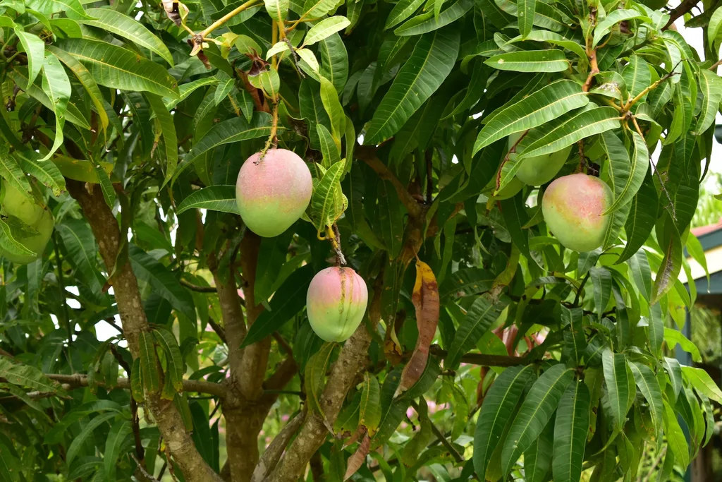 Mango trees typically grow better in the warmer, northern states.