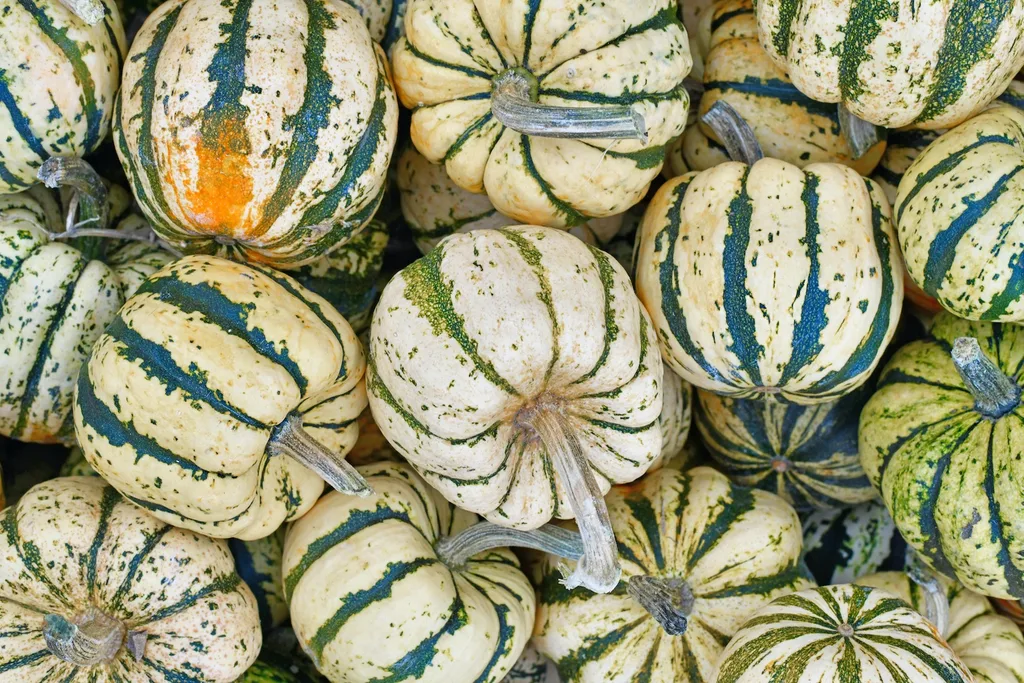 Sweet dumpling pumpkins.