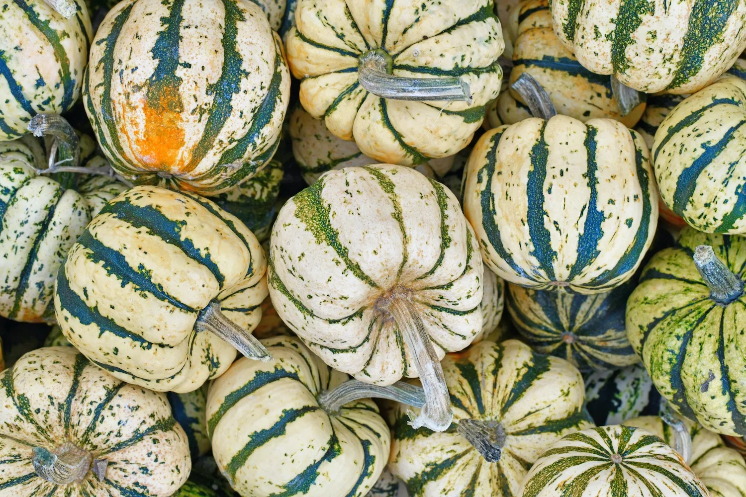 Sweet dumpling pumpkins.
