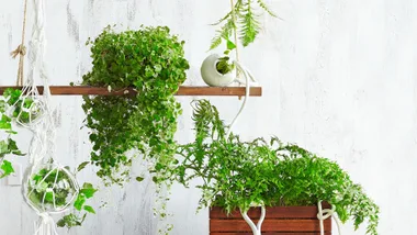 Hanging plants on wooden shelves against a white textured wall, with macrame and ceramic pots.