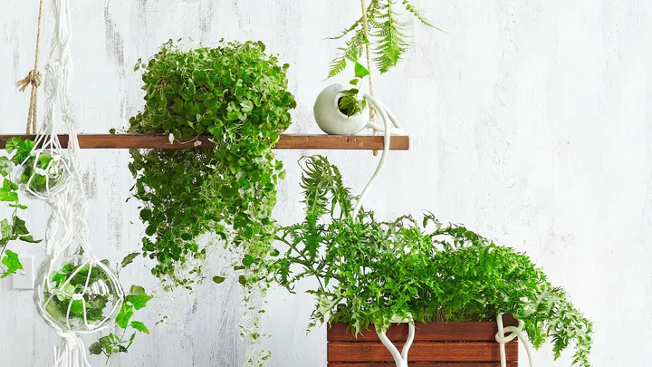 Hanging plants on wooden shelves against a white textured wall, with macrame and ceramic pots.