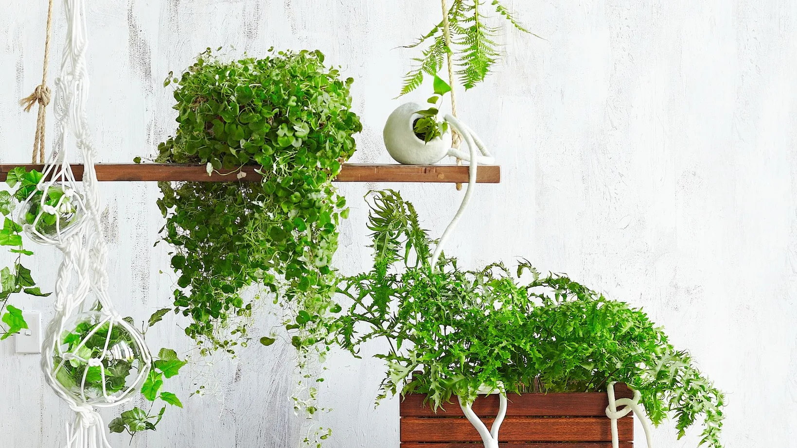 7 of the best cascading plants for your home | Better Homes & Gardens ...