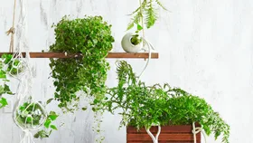 Hanging plants on wooden shelves against a white textured wall, with macrame and ceramic pots.