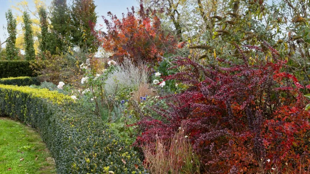 hedge before lawn space with plants behind it