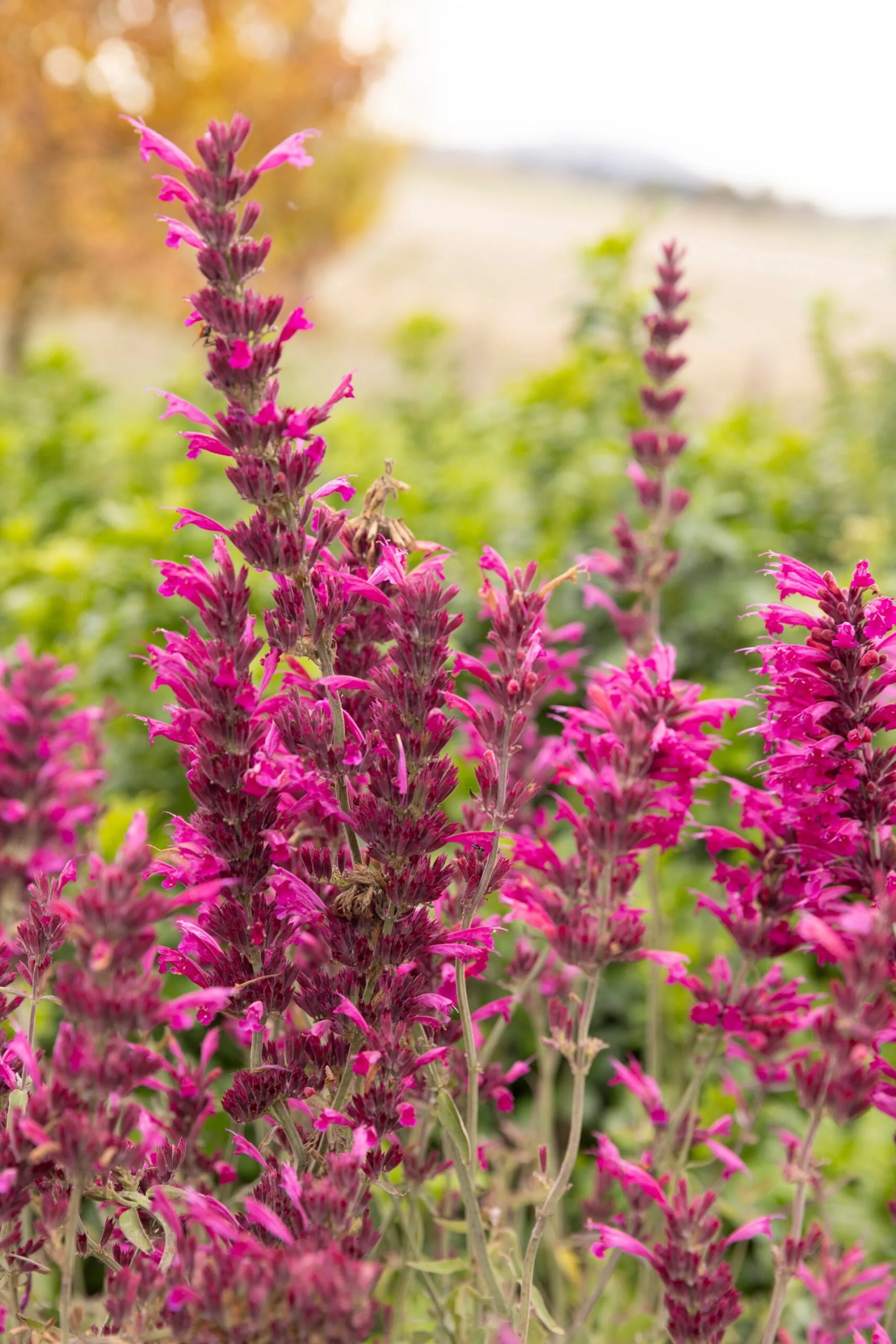 close up of agastache sweet lili