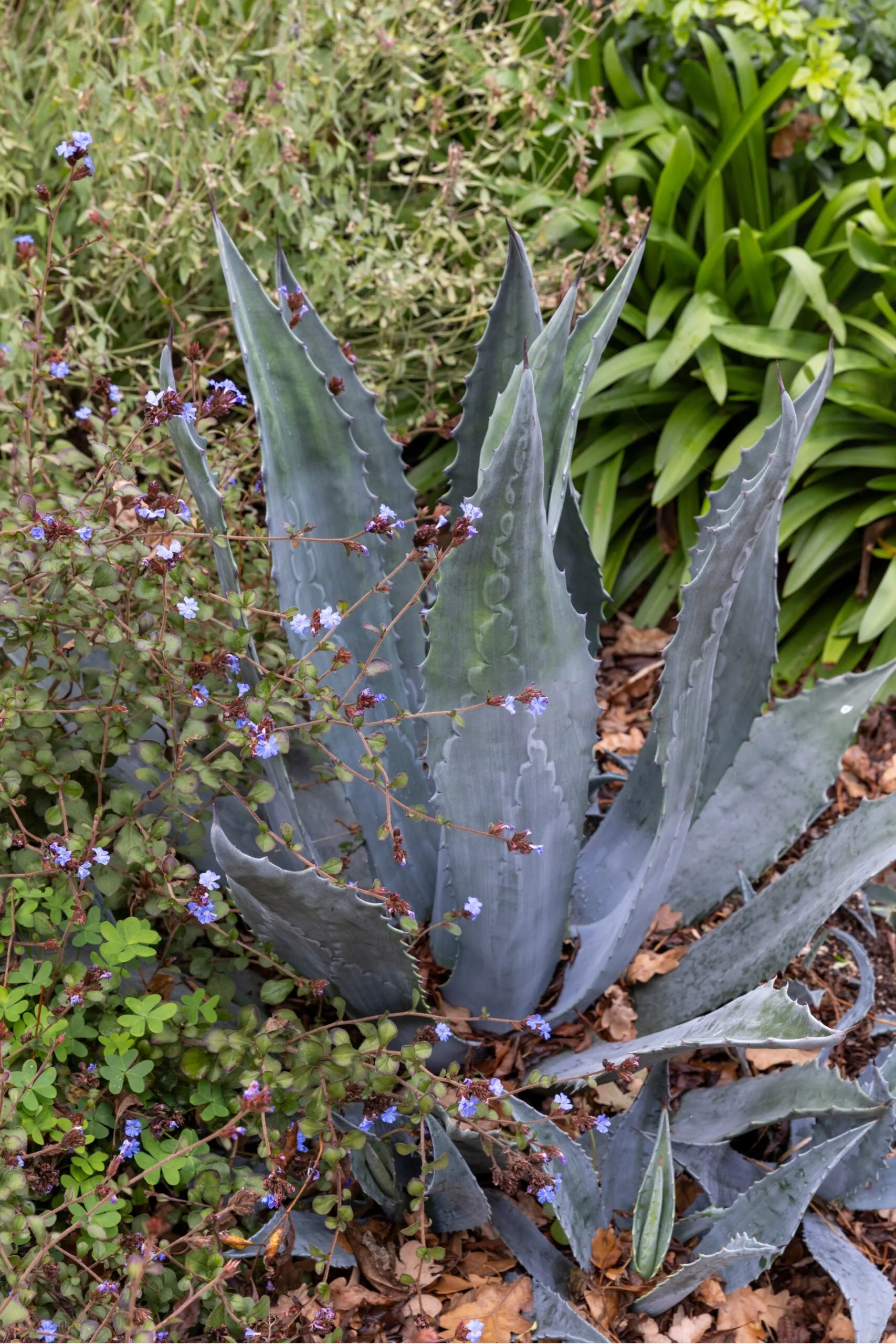 agave plant hidden in bushy garden bed