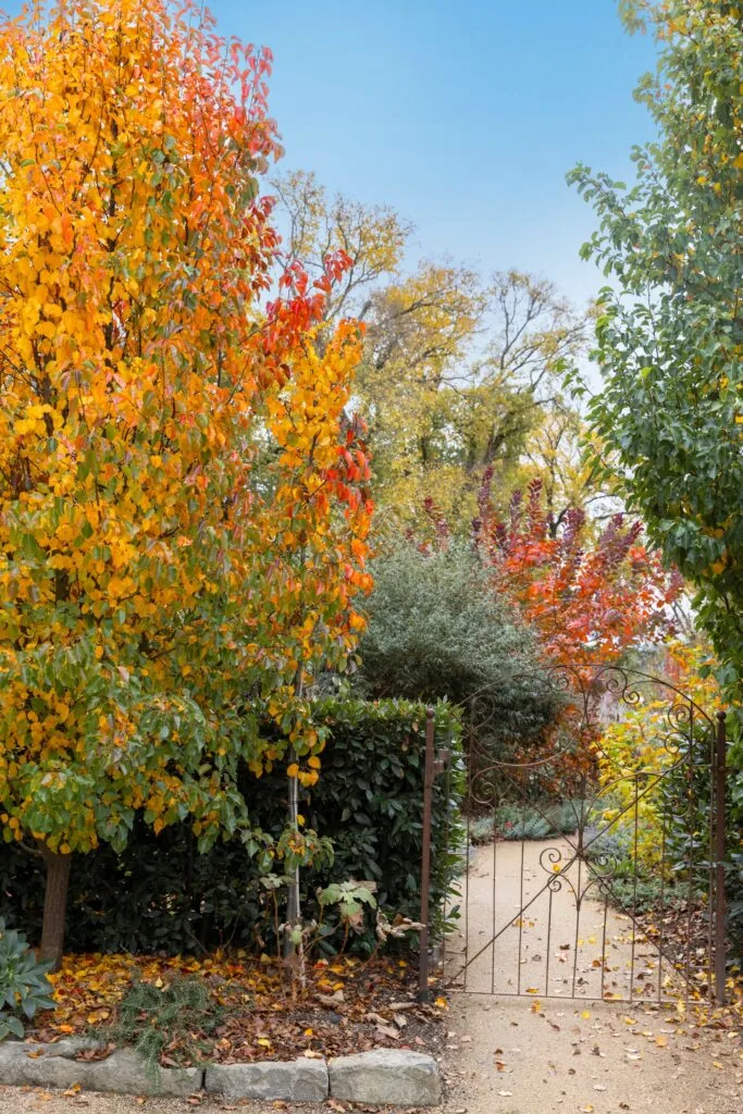 orange deciduous tree with wire frame gate and loose hedges