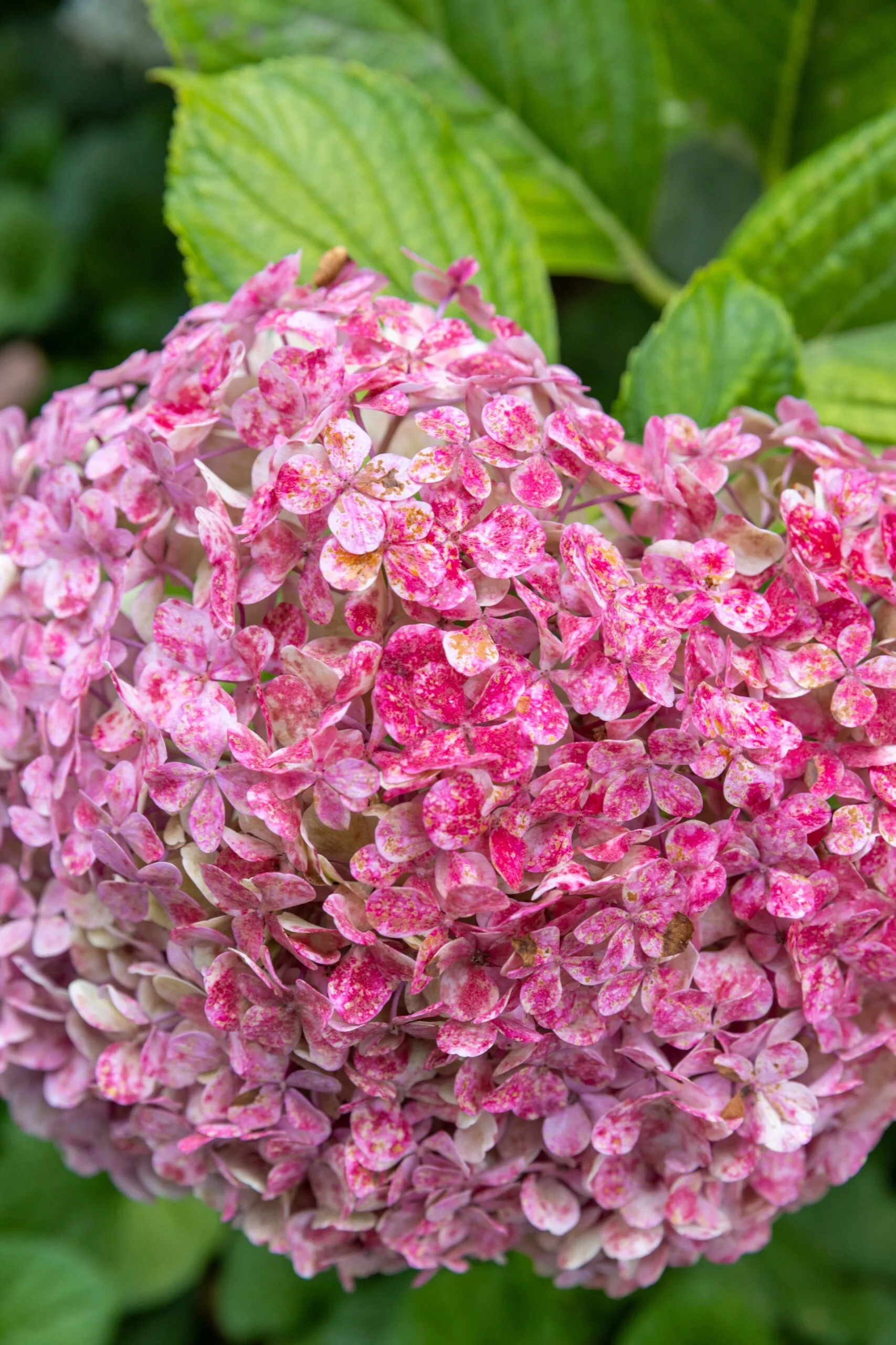 pink hydrangea close up of flower head