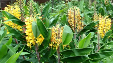 flowering ginger Hedychium Gardnerianum flower