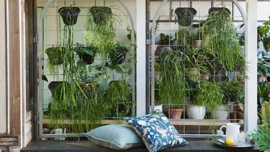 greenhouse with hanging plants and a day bed