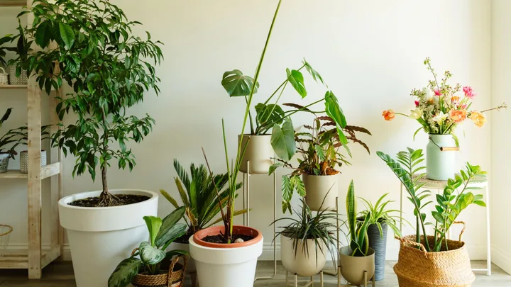 Various potted indoor plants arranged in a room with a white wall background.