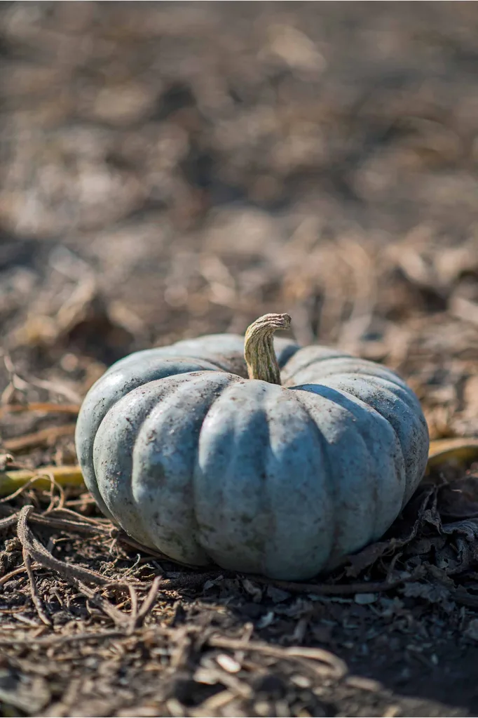 Jarrahdale pumpkin in paddock