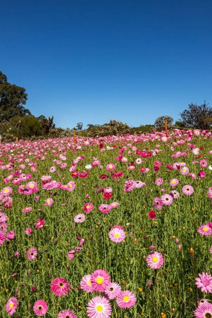 paper daisies field