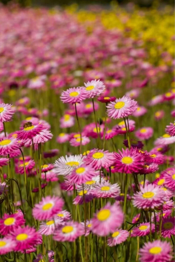 paper daisies in pink