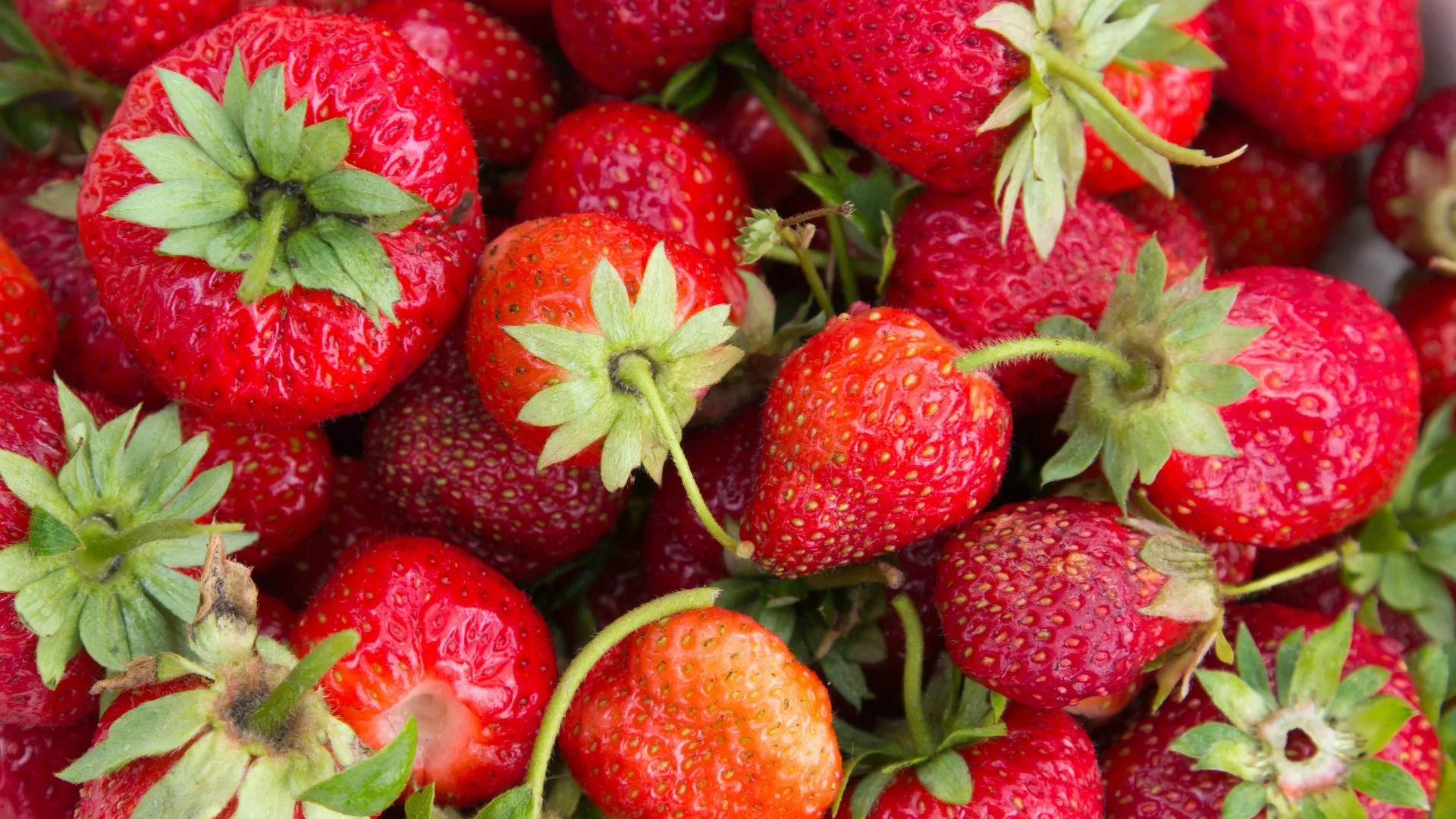 vibrant strawberries after harvest