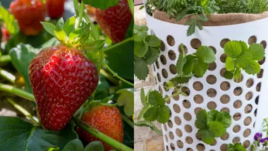 growing strawberries in a washing basket