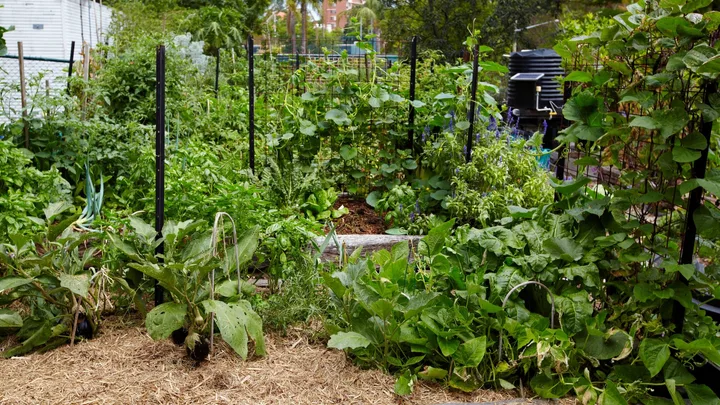 veggie patch garden