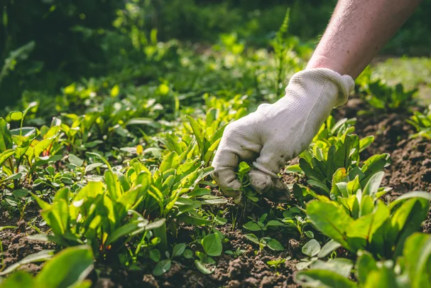 hand pulling out weeds from garden
