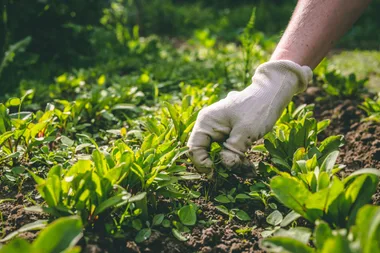 hand pulling out weeds from garden