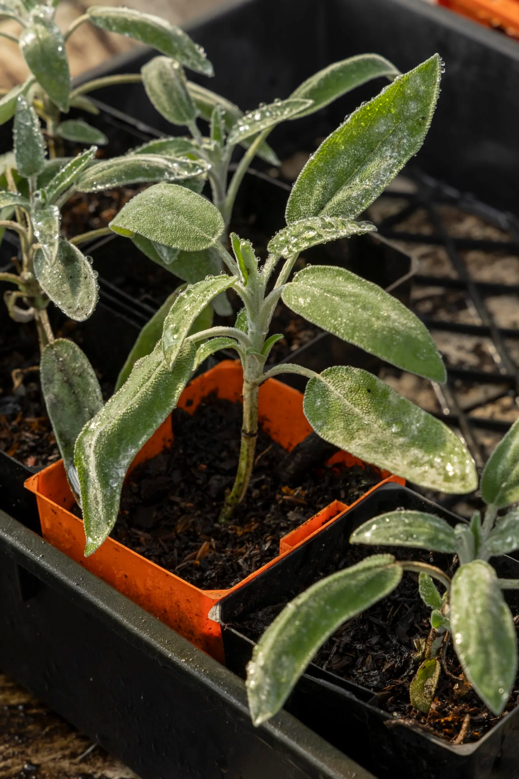 planta de sálvia pronta para plantio em horta orgânica