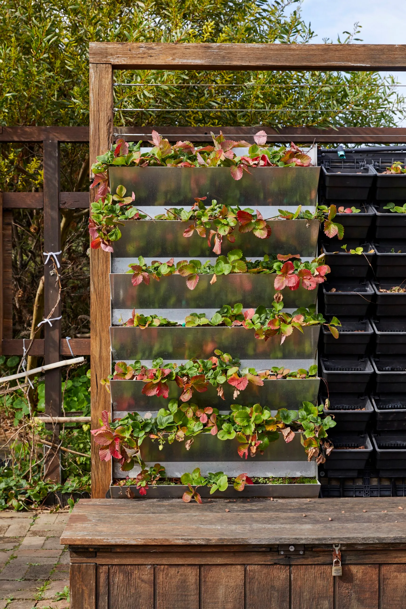 vertical sustainable garden with strawberry plants coming out of it, yellowing and red leaves