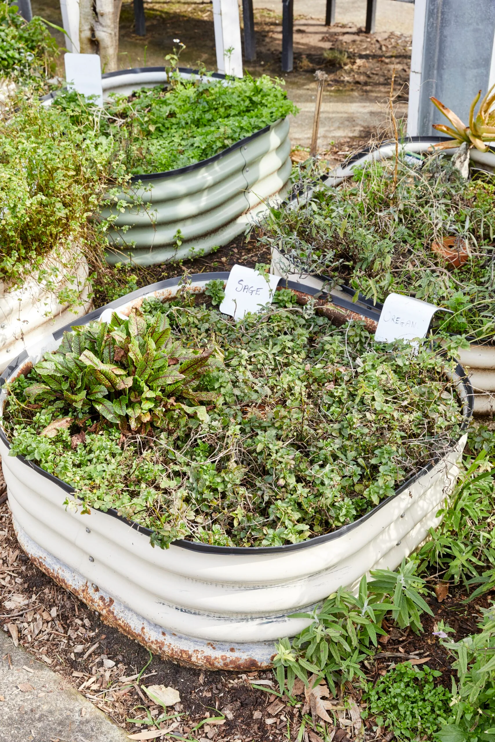 raised garden bed with signs that say sage and oregano filled with messy plants