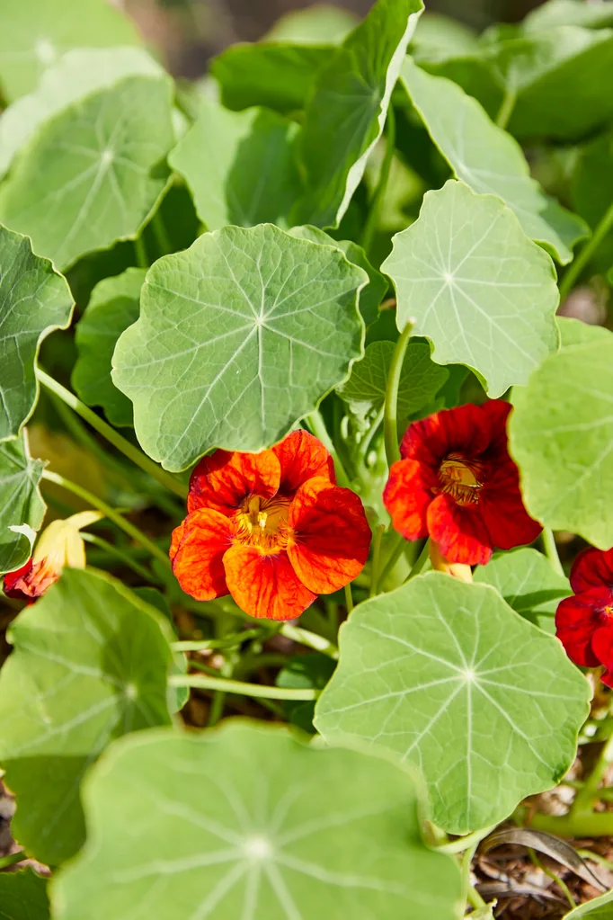 close up of nasturtium plant in sustainable garden that uses companion planting