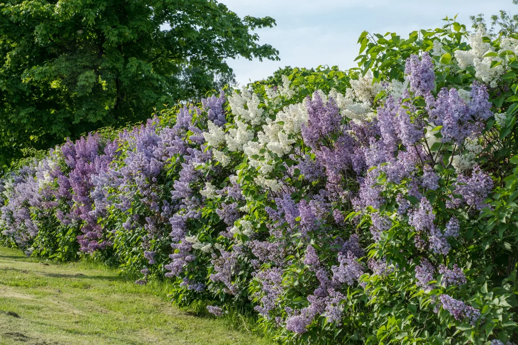 hedge of lilac bushes lilac flowering as white, purple and almost blue