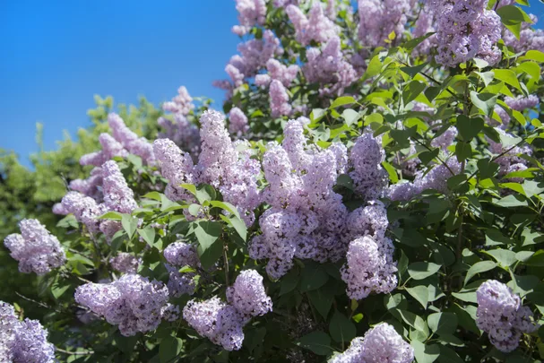 light purple lilac clusters against a blue sky