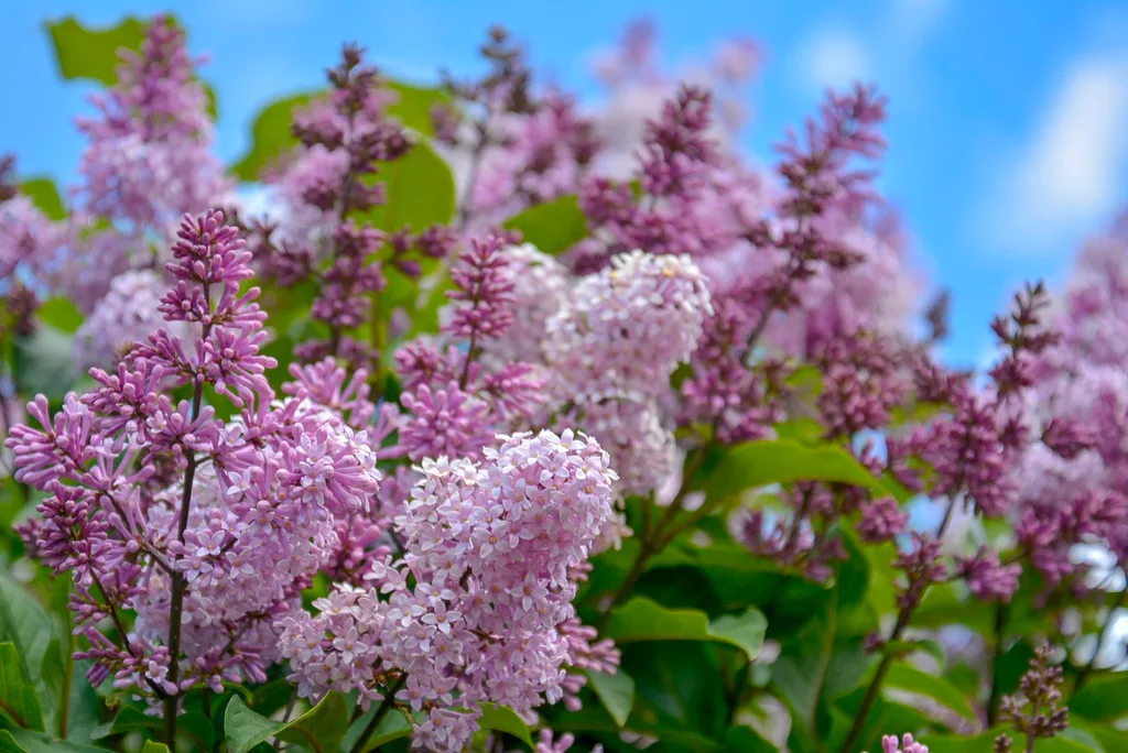 light pink lilac flowers in clusters pointing towards blue sky