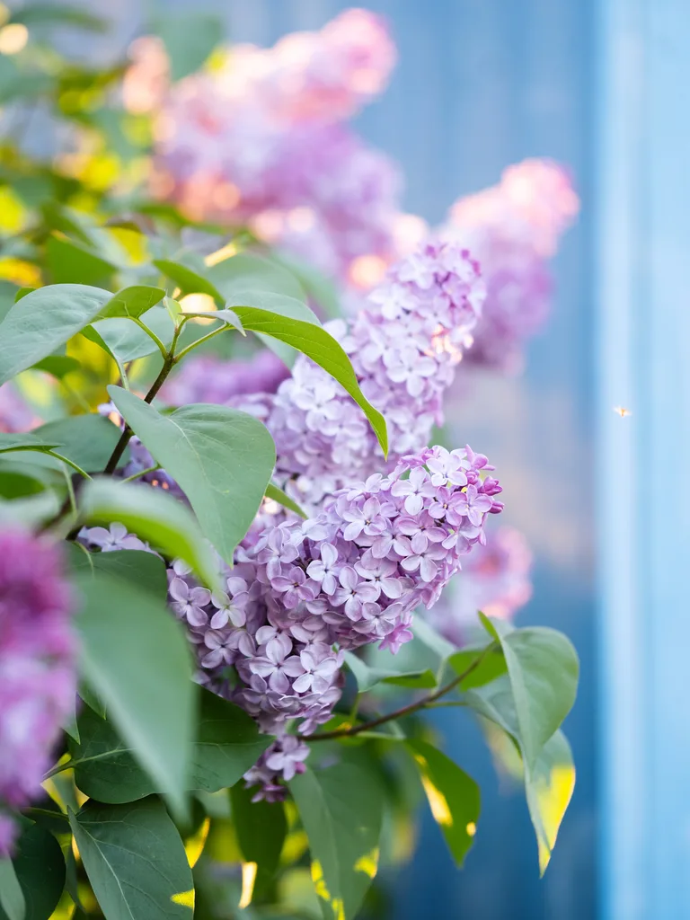 light purple lilac in tall flower cluster close up. green leaves to left of image