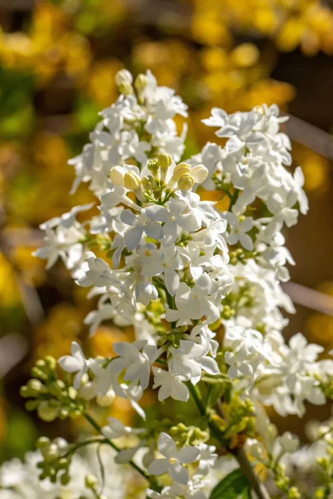 close up of white lilac flowers