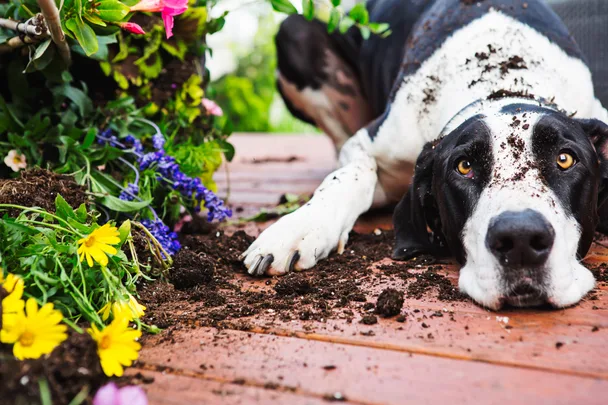 5 easy ways to keep your dog safe from fleas and paralysis ticks year-round